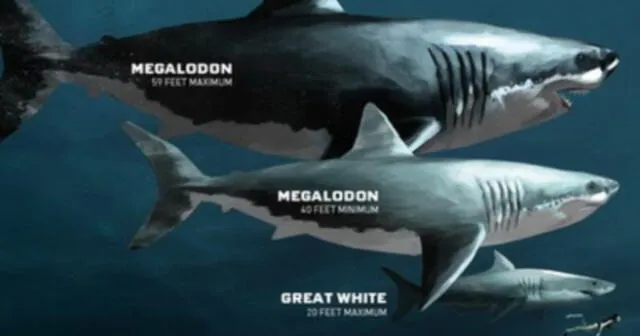 ¡Por fin lo sabemos! Investigadores revelan el verdadero tamaño del tiburón  "Megalodón"