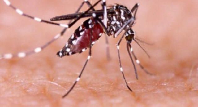 Científicos crean test rápido para dengue, zika, fiebre amarilla y otras enfermedades causadas por virus