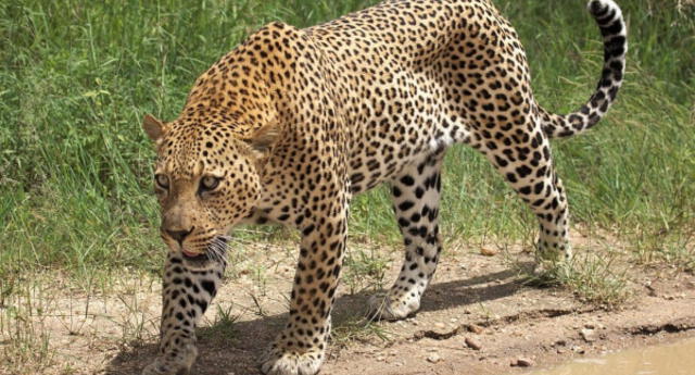 ¡Servicio con susto incluido! Leopardo es captado cazando entre comensales de un restaurant (VIDEO)