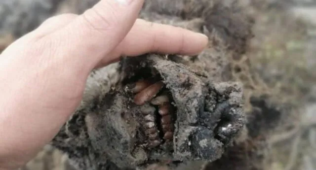 ¿Alguna vez habías visto algo así? Científicos hallan la momia de un oso de la Edad de Hielo (FOTOS)