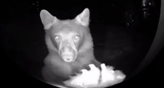 ¿También se divierten? Un oso es captado "jugando al tocatimbres" y sorprende a usuarios de Internet (VIDEO)