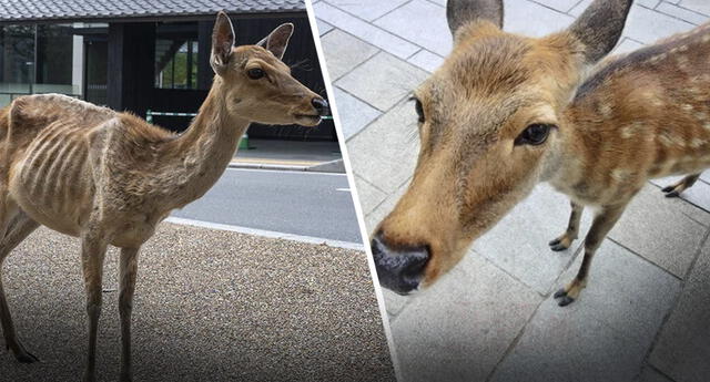 Ciervos de Nara en Japón peligran por falta de turistas y entristecen las redes sociales