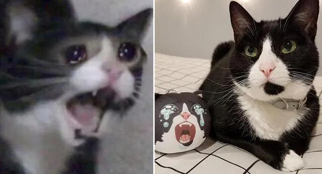 Fallece 'Inkky', la protagonista del meme de 'la gata que grita'
