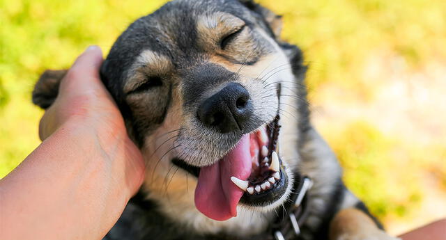 Experimento revela cómo los perros demuestran amor hacia sus dueños.