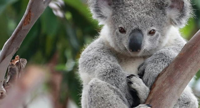 El Koala ha sido declarado