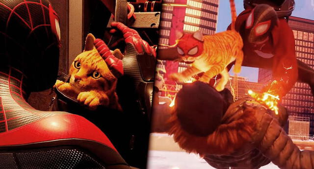Spider-Cat, el gatito de Spider-Man que lucha contra el crimen y todos aman (VIDEO)