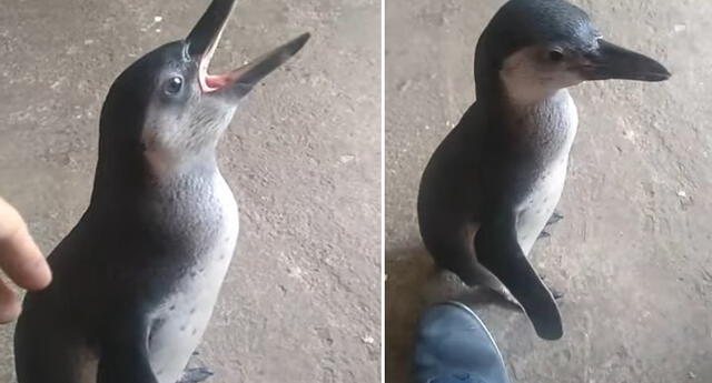 Encuentran un pingüino en las calles del distrito de SMP.