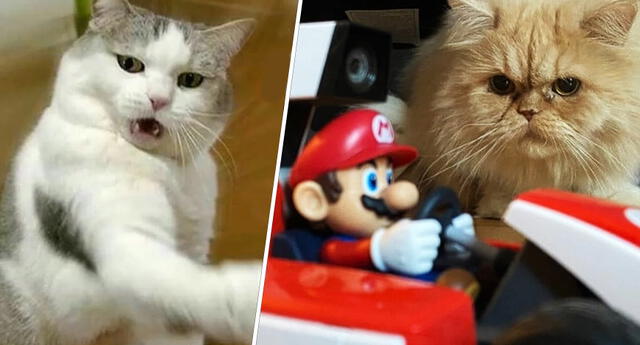 Mario Kart Live: Home Circuit, el peor enemigo de los gatos.