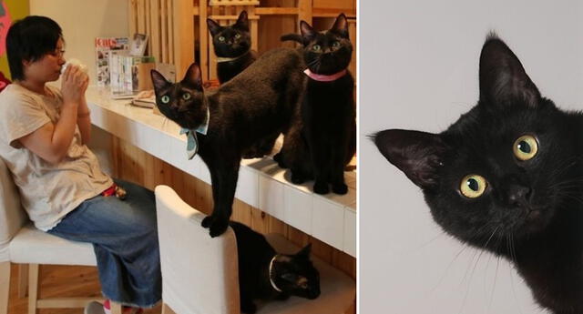 Nekobiyaka, la cafetería dedicada a los gatitos negros.