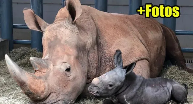 Al borde de la extinción, nace un Rinoceronte Blanco en parque de Disney