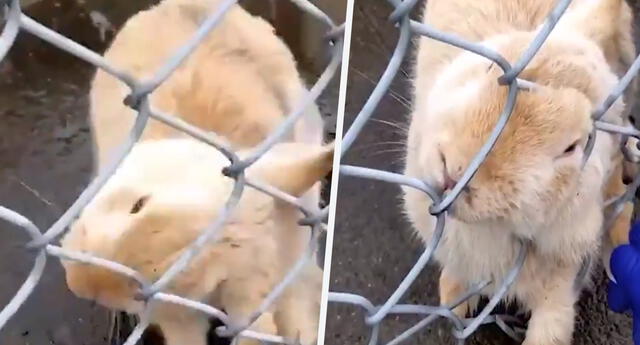 Vídeo: Salvan a un conejo que quedó atrapado en reja y conmueven a las redes sociales