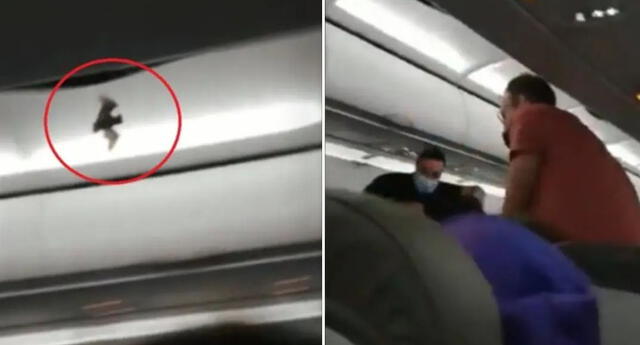 Murciélago causa pánico entre los pasajeros tras ingresar a su avión.