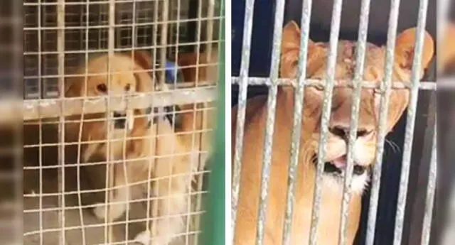 Zoológico chino hace pasar a perro golden retriever por un león.