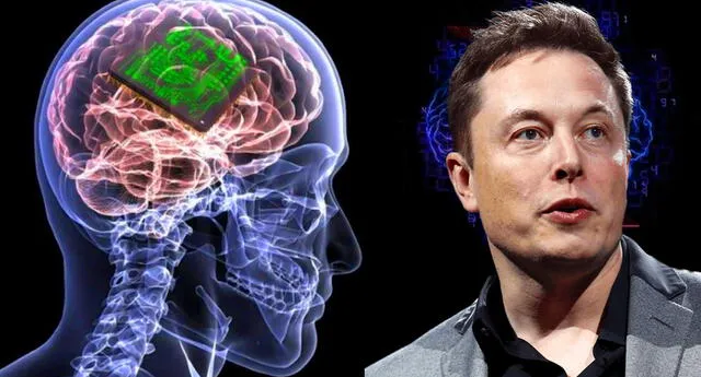 Neuralink el chip cerebral de Elon Musk se lanzaría a fines de 2021 |  Aweita La República