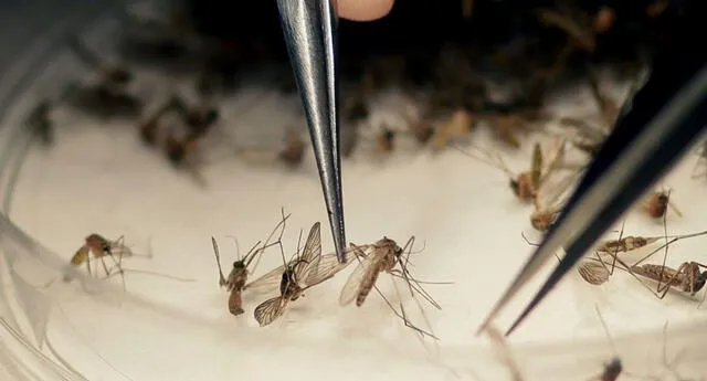 Gracias al proyecto se prevendrían enfermedades provocadas por el 'Aedes aegypti'.