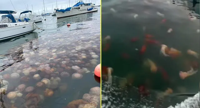 Cientos de malaguas aparecen en La Punta y pescadores temen lo peor.