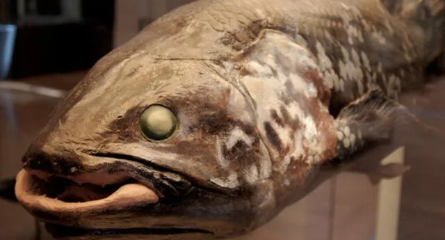 ¡Aparece “Pez fantasma”! Salen a la superficie peces de más de 420 millones de años