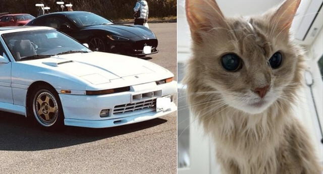 Señor vendió su auto para salvar la vida de su amado gatito, su historia conmovió a miles en redes