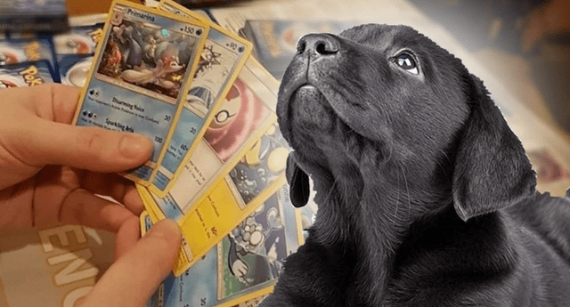 The Pokémon Company tuvo un noble gesto con el niño que vendió sus cartas para sanar a su perrito./Fuente: WSLS.
