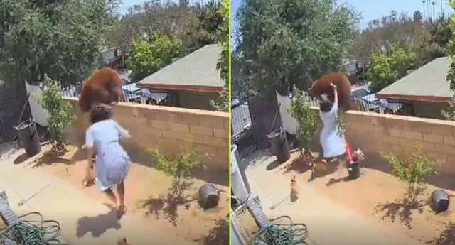 Mujer salva a sus perros de una osa que se infiltró en su vivienda.