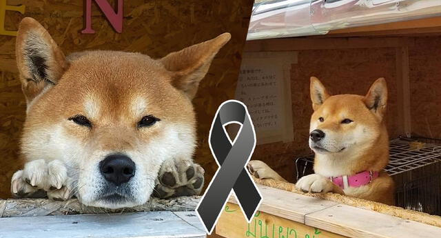 Fallece el famoso perrito que atendía un local y las redes lloran su partida