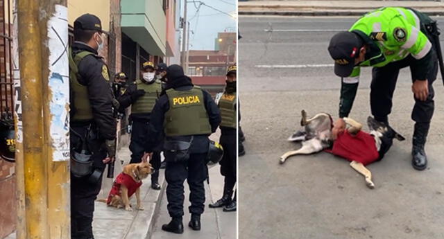 El "Gringo" y el "Negro" son los engreídos de la comisaría de Chacra Colorada en Breña (Foto: Twitter)
