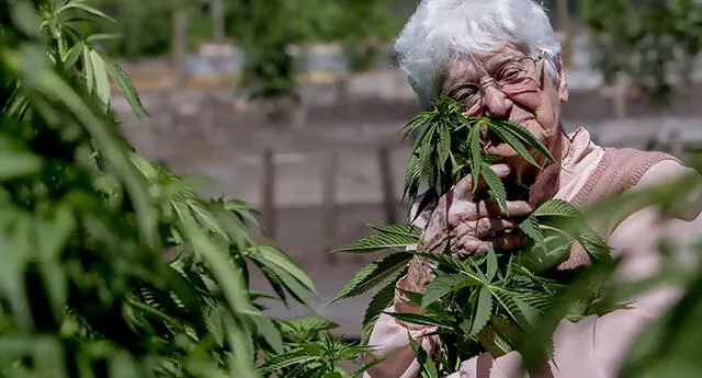 La mujer de 91 años cultivó marihuana sin darse cuenta (Foto: Difusión)