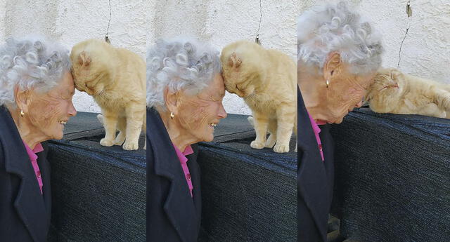 Anciana se reencuentra con su gato luego de 4 años de búsqueda