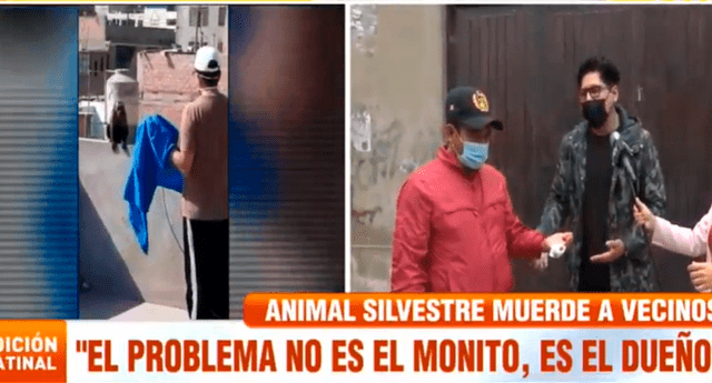 Mono anda suelto en Comas y muerde a las personas en busca de comida | Foto: captura ATV