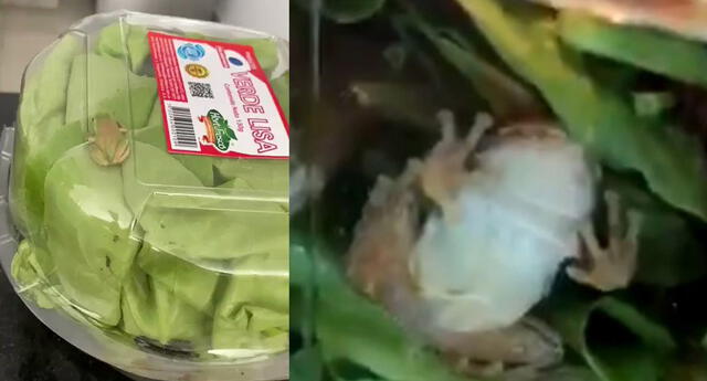 Una pobre rana quedó atrapada en empaque de lechuga