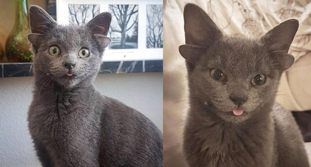 Midas, la gatita con cuatro orejas más popular de Internet (Foto: Difusión)
