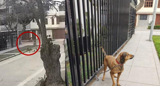 Acusan a periodista por abandono de un perrito que había adoptado hace 1 año