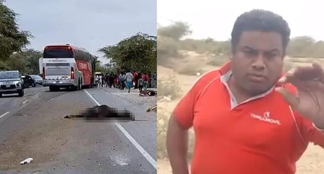 Mujer denuncia que chofer de bus interprovincial atropelló a 11 de sus reses