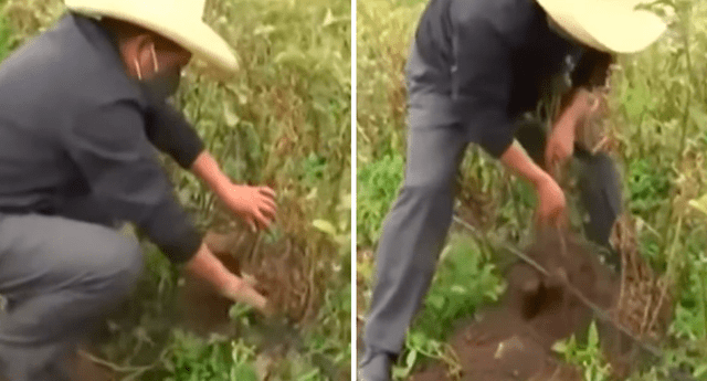 Presidente Pedro Castillo cosechó papa de un biohuerto durante su visita a Cusco | Foto: captura TV Perú