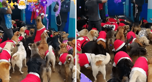 Refugio para perros celebra Navidad con piñata llena de salchichas. (Foto: composición/ La República)
