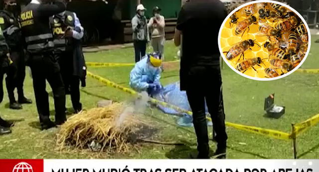 Una señora tuvo un final trágico a causa del ataque de unas abejas | Foto: Captura de América Noticias