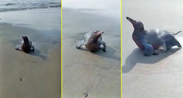 Pingüino llega cubierto de petróleo a la orilla del mar (Foto: Oceana Perú)