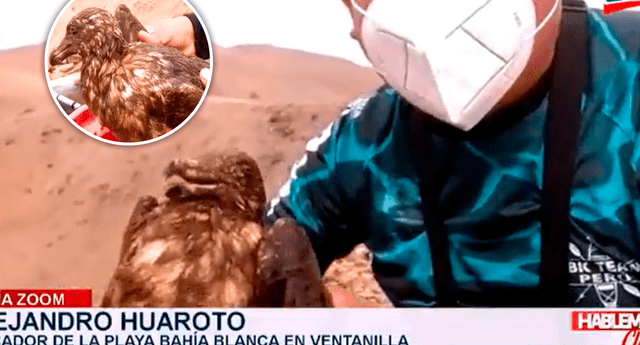 Ventanilla: pescadores ahora se dedican a rescatar animales afectados por derrame de petróleo | Foto: captura Exitosa