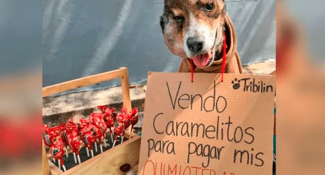 Foto de perro ‘vendiendo’ caramelos para conseguir dinero y pagar sus quimioterapias se hace viral | Foto:  Instagram/Defensores de animales Panamá