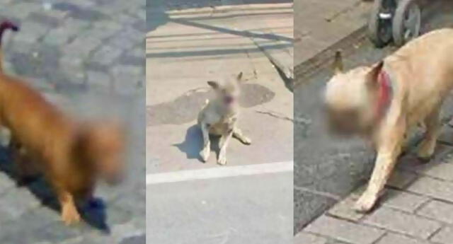 Varios perros ahora se encuentran con la cara difuminada en Google Maps.