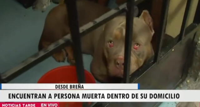 Vecinos piden ayuda para perrito que quedó en abandono luego de que su dueño falleciera / Foto: Captura TV Perú